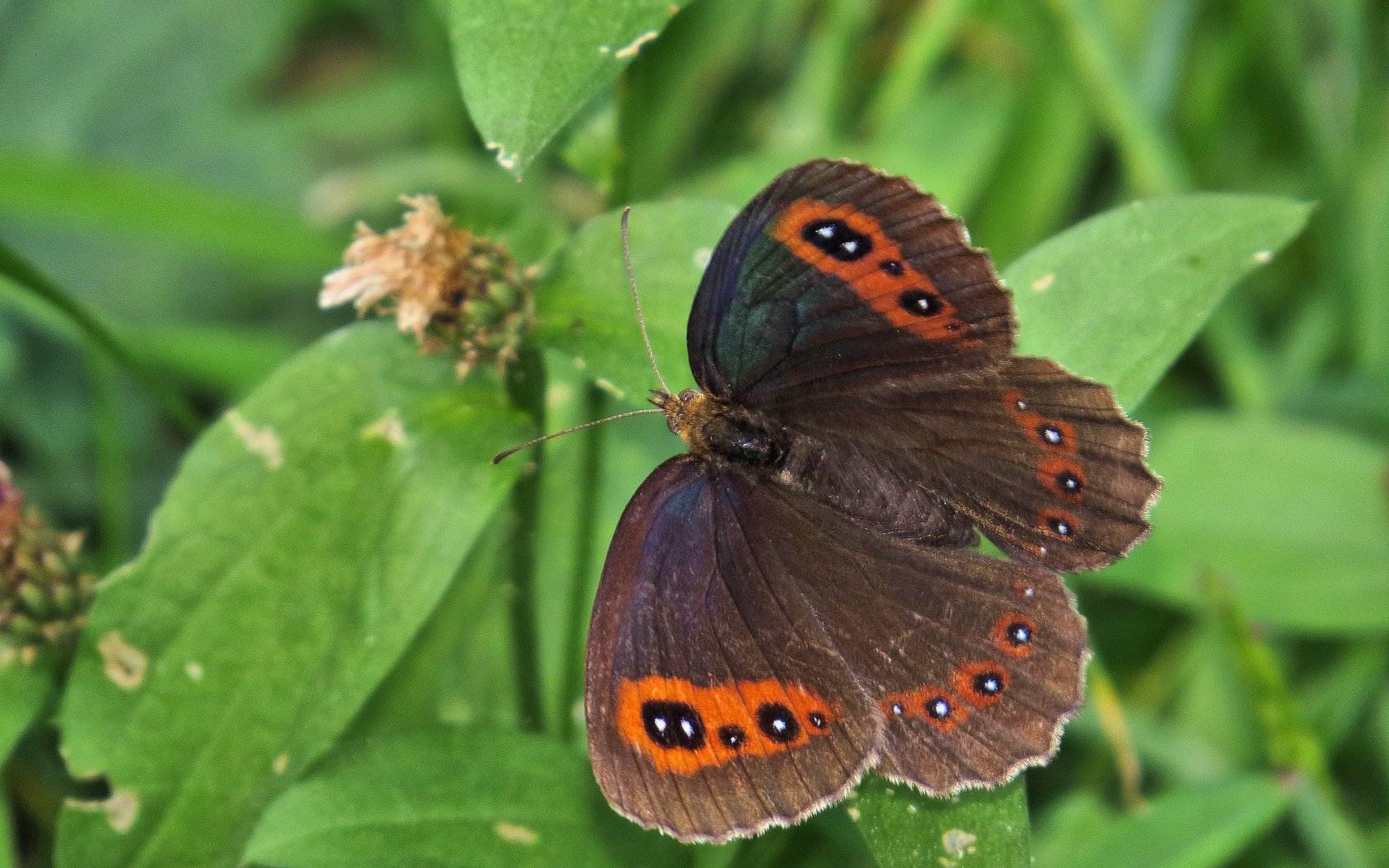 Due farfallette entrambe comuni